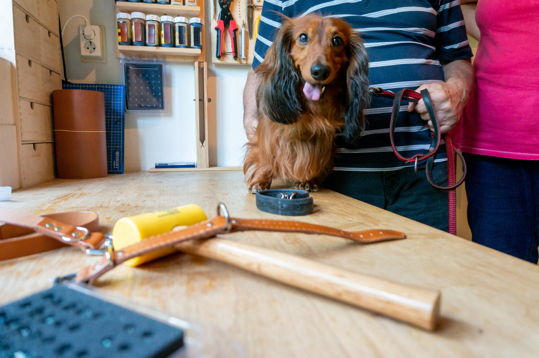🐾 Hondenriem en halsband voor Valentin